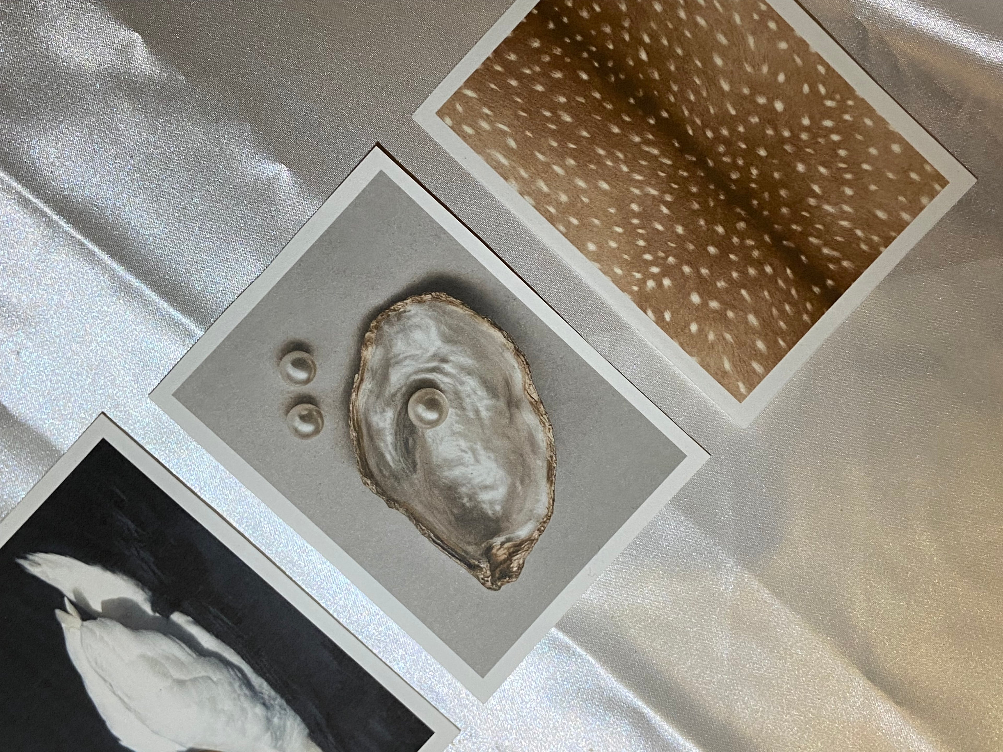 Refined Postcard Collection (Set of 4 Postcard)